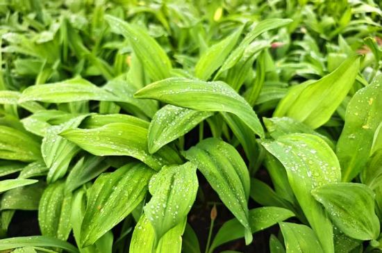 ���D�hί������/���D