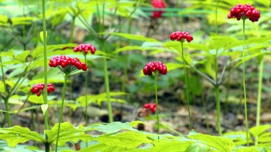 ��(gu��)���J(r��n)�C�����D�˅������ء���Ȧ